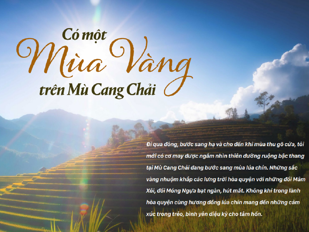 Read more about the article CÓ MỘT “MÙA VÀNG” TRÊN MÙ CANG CHẢI